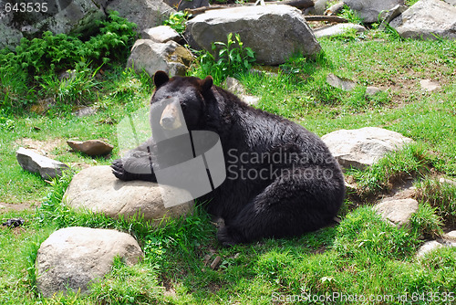 Image of American Black Bear