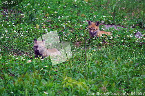 Image of Baby red foxes