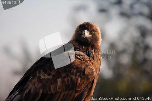 Image of Golden Eagle