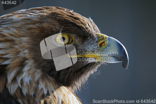 Image of Red-tailed hawk