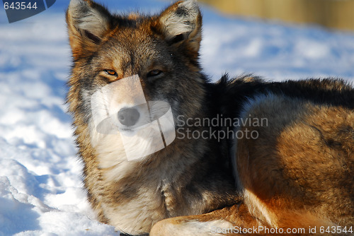 Image of Coyote