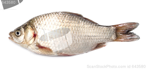 Image of fresh fish