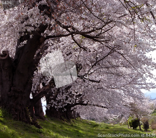 Image of  Perspective under a cherry trees row during blossoming period-Ogawara,Japan