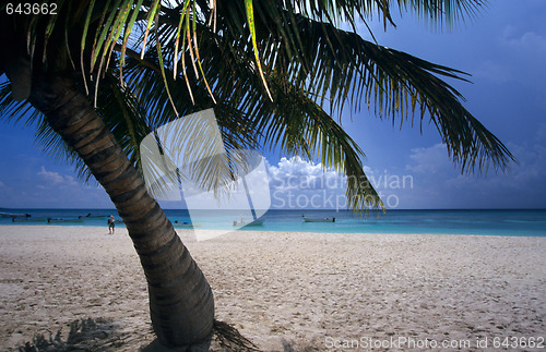 Image of Palm tree - Saona island beach - Dominican republic