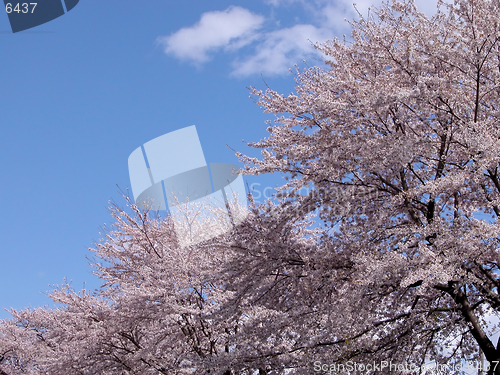 Image of  Abstract diagonal cherry tree.You can type a message on the upper left blue part.