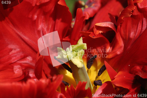 Image of Parrot tulip