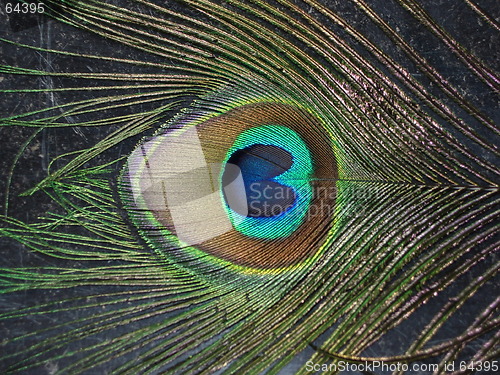 Image of Peacock Feather