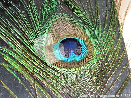 Image of Peacock Feather2