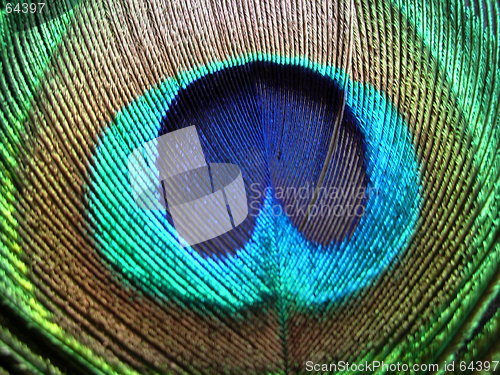 Image of Peacock Feather