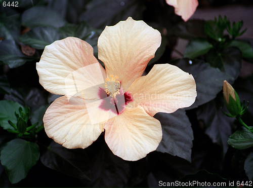 Image of orange flower