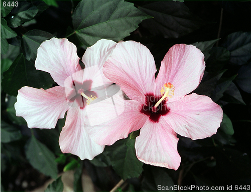 Image of rose flowers