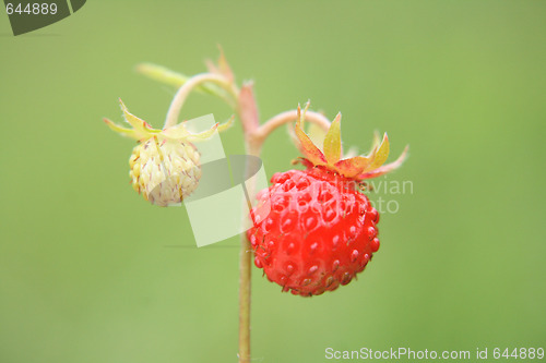 Image of strawberry