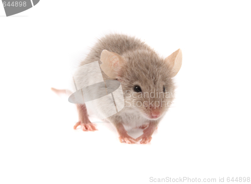 Image of mouse