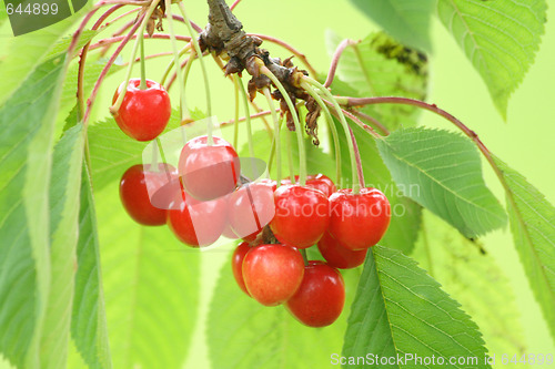Image of cherries