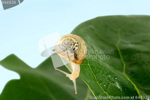 Image of Snail