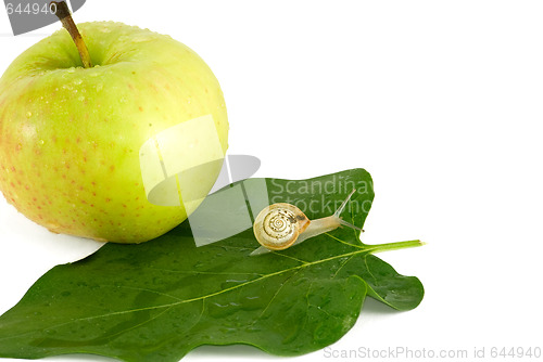 Image of Snail and apple