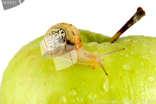 Image of Snail and apple