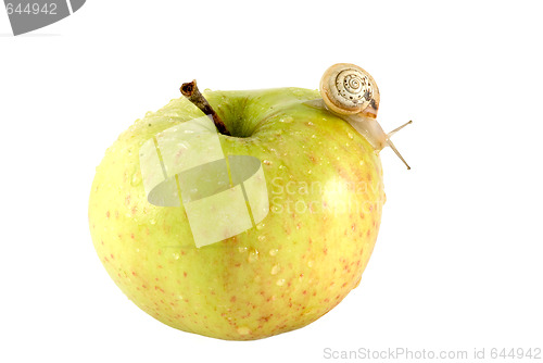 Image of Snail and apple