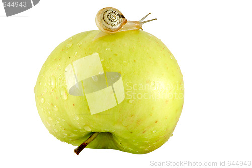 Image of Snail and apple