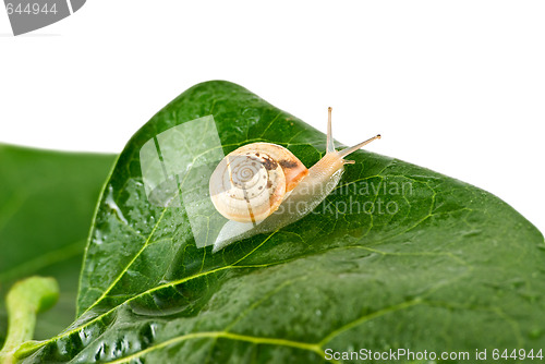 Image of Snail