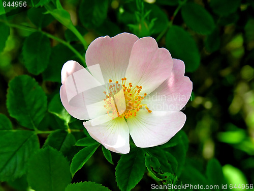 Image of Flower of a dog-rose