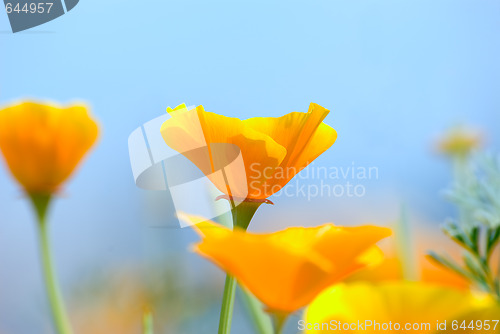 Image of Flower