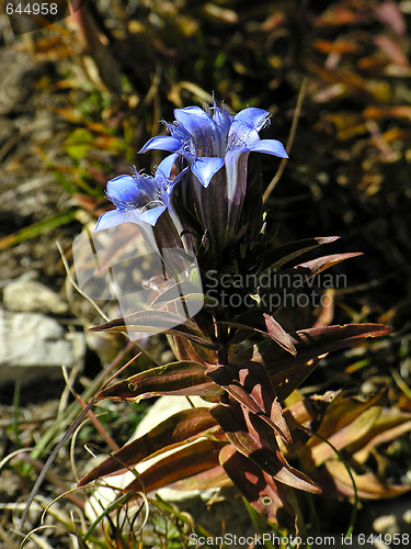 Image of Gentian