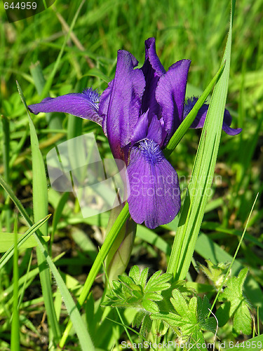 Image of Iris flower