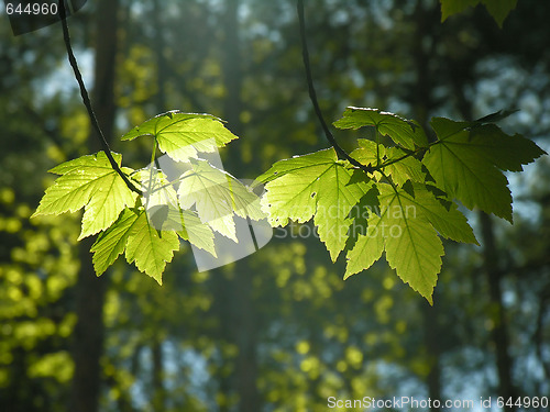 Image of Leafs of a maple