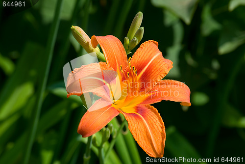 Image of Lily