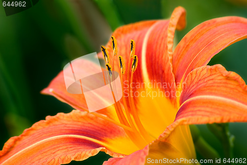 Image of Lily