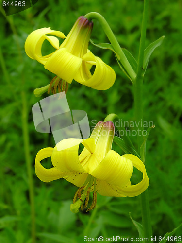 Image of Lily