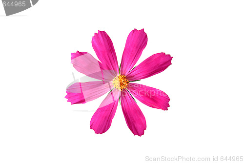 Image of Pink flower