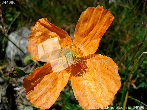Image of The Alpine poppy