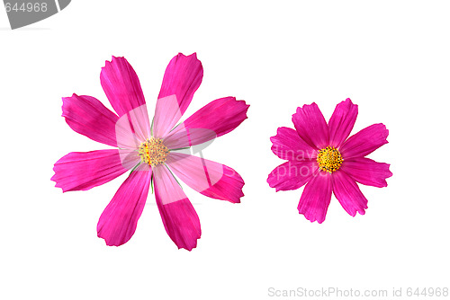 Image of Two pink flowers