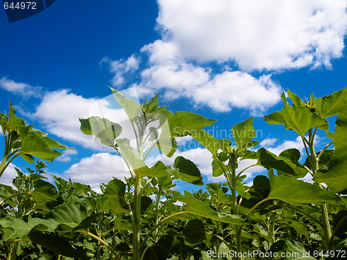 Image of Sunflower  field