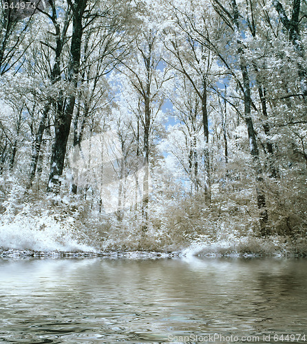 Image of Infrared forest