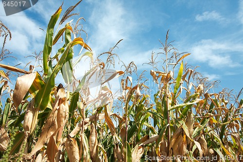 Image of Corn