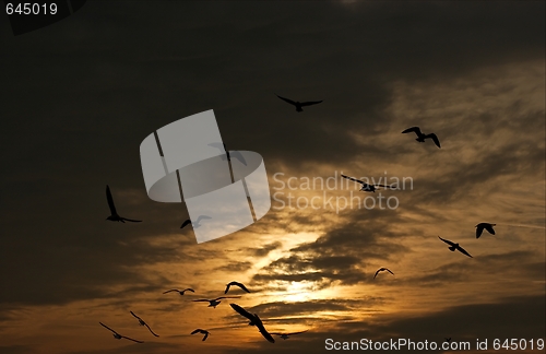 Image of Birds
