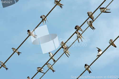 Image of Birds