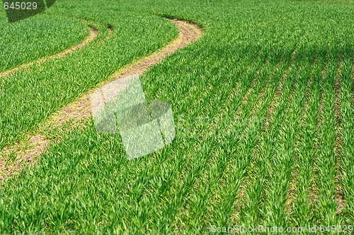 Image of Wheat