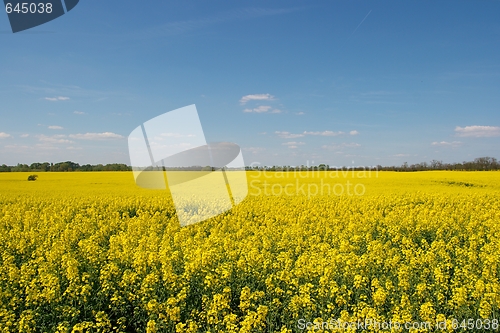 Image of Field