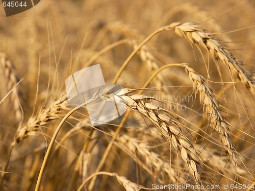 Image of Wheat