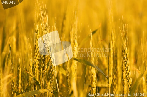 Image of Wheat