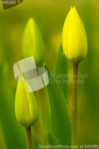 Image of Tulips