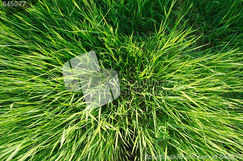 Image of Grass