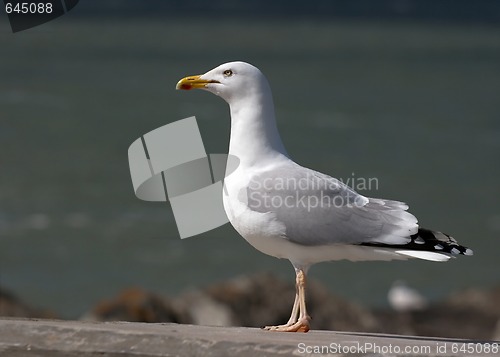 Image of Seagull