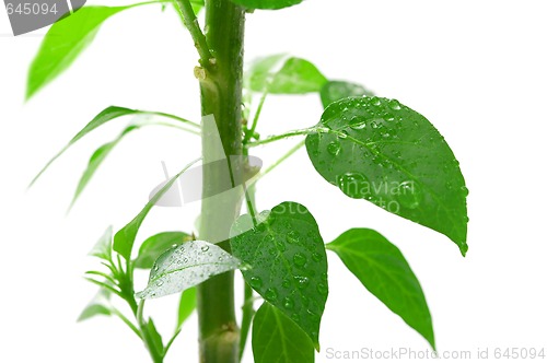 Image of Plant