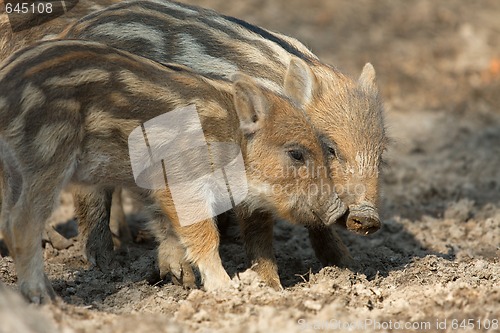 Image of Boars