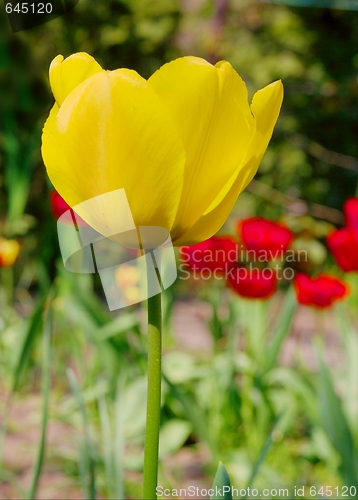 Image of Tulip